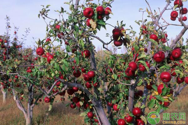 越冬苹果树受冻害